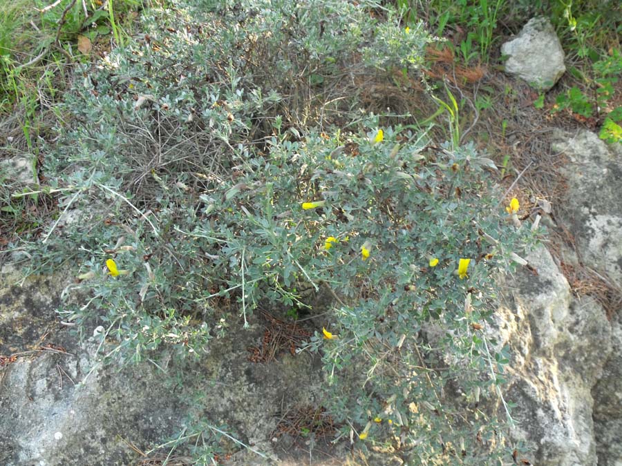 Cytisus spinescens / Citiso spinoso
